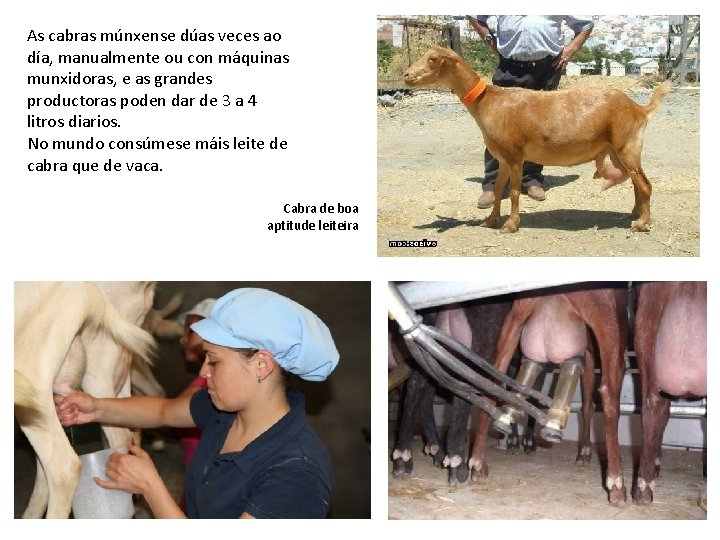 As cabras múnxense dúas veces ao día, manualmente ou con máquinas munxidoras, e as