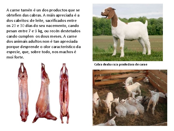 A carne tamén é un dos productos que se obteñen das cabras. A máis