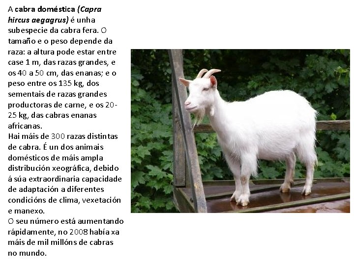 A cabra doméstica (Capra hircus aegagrus) é unha subespecie da cabra fera. O tamaño