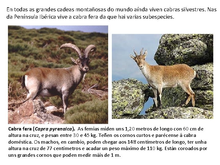 En todas as grandes cadeas montañosas do mundo aínda viven cabras silvestres. Nas da