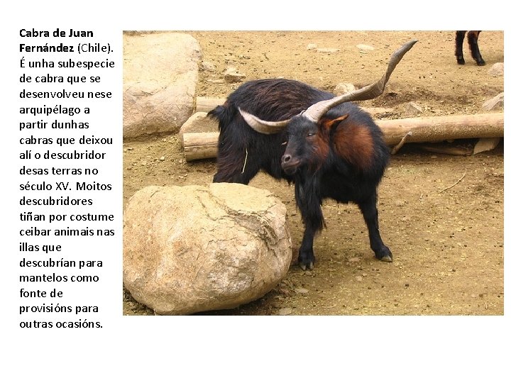 Cabra de Juan Fernández (Chile). É unha subespecie de cabra que se desenvolveu nese