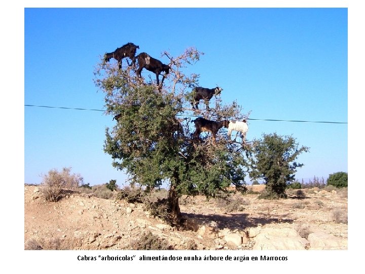 Cabras “arborícolas” alimentándose nunha árbore de argán en Marrocos 