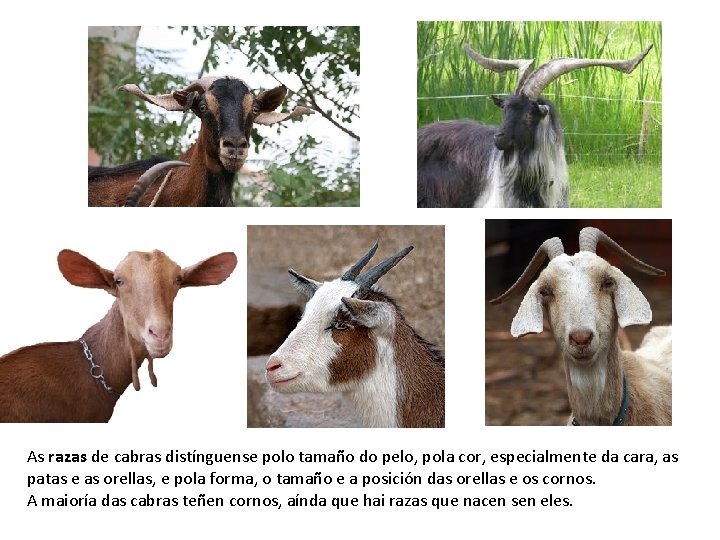 As razas de cabras distínguense polo tamaño do pelo, pola cor, especialmente da cara,