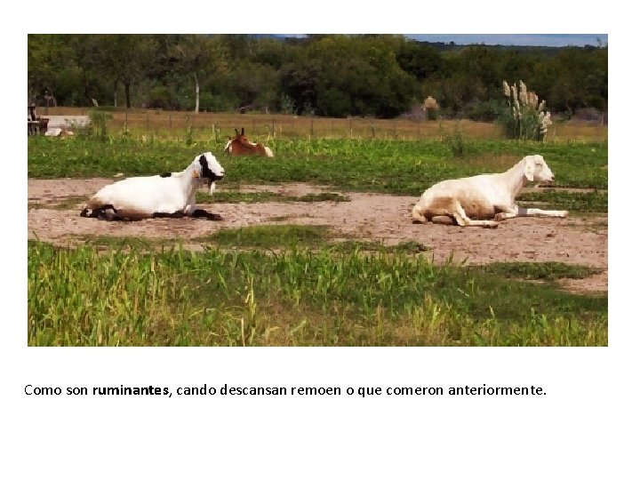 Como son ruminantes, cando descansan remoen o que comeron anteriormente. 