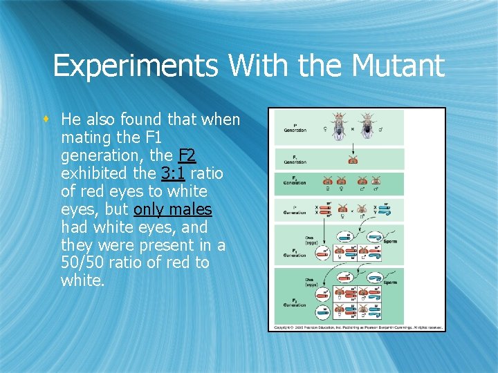 Experiments With the Mutant s He also found that when mating the F 1