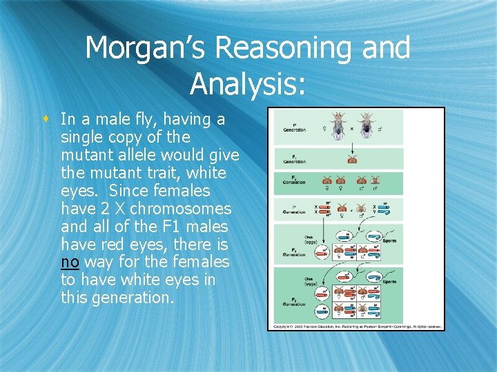 Morgan’s Reasoning and Analysis: s In a male fly, having a single copy of