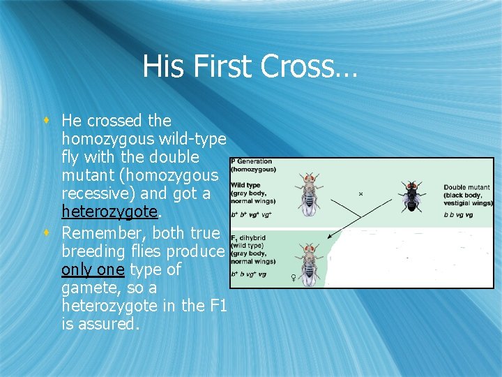 His First Cross… s He crossed the homozygous wild-type fly with the double mutant