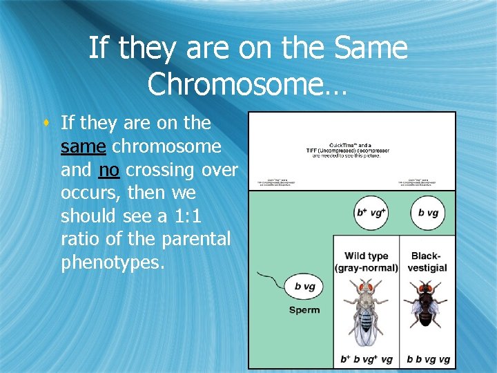 If they are on the Same Chromosome… s If they are on the same