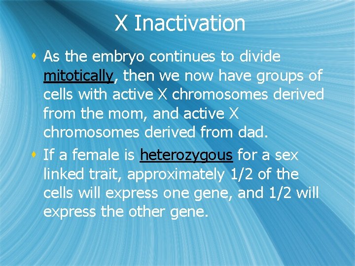 X Inactivation s As the embryo continues to divide mitotically, then we now have