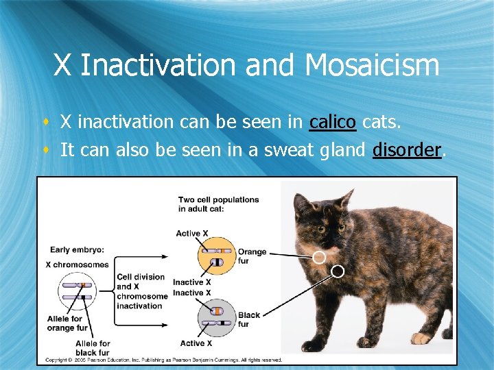 X Inactivation and Mosaicism s X inactivation can be seen in calico cats. s