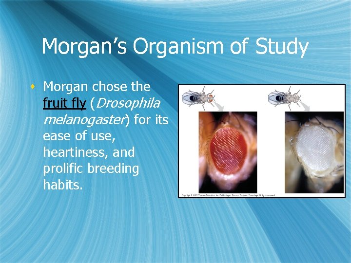 Morgan’s Organism of Study s Morgan chose the fruit fly (Drosophila melanogaster) for its