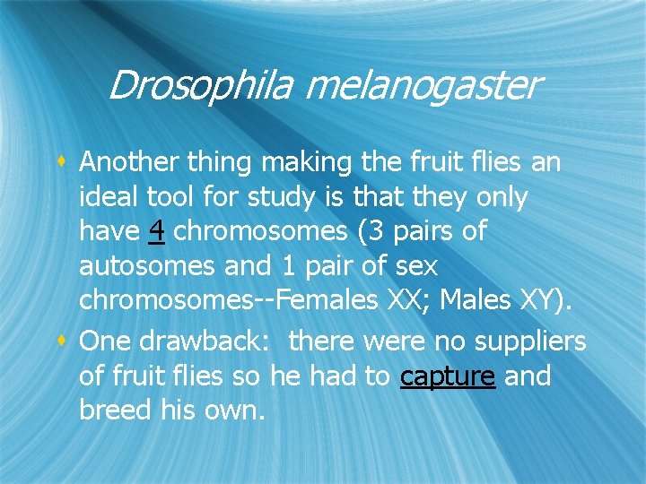 Drosophila melanogaster s Another thing making the fruit flies an ideal tool for study