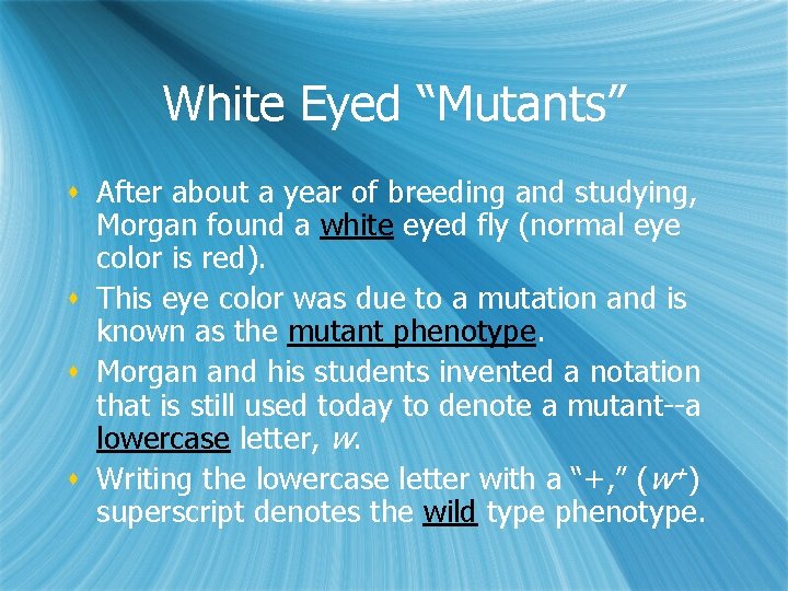 White Eyed “Mutants” s After about a year of breeding and studying, Morgan found