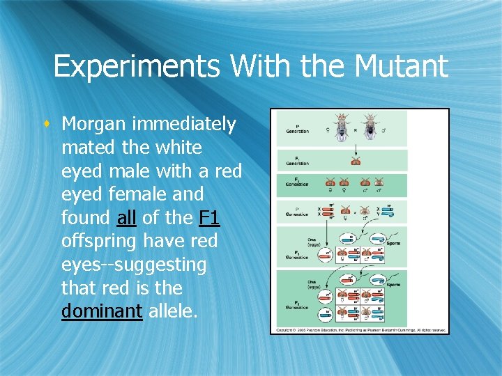 Experiments With the Mutant s Morgan immediately mated the white eyed male with a