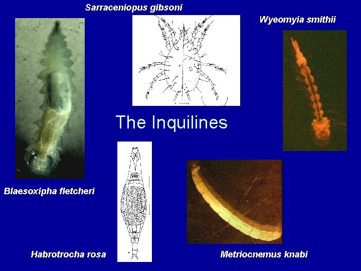 Sarraceniopus gibsoni Wyeomyia smithii The Inquilines Blaesoxipha fletcheri Habrotrocha rosa Metriocnemus knabi 