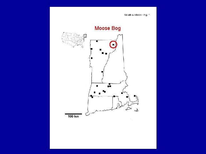 Moose Bog 