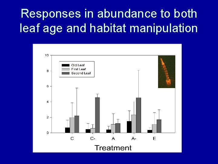 Responses in abundance to both leaf age and habitat manipulation 
