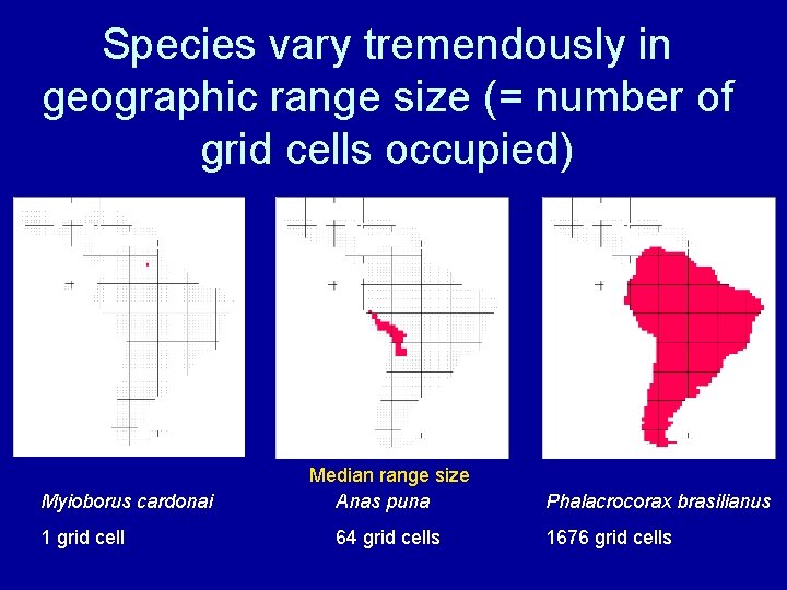 Species vary tremendously in geographic range size (= number of grid cells occupied) Myioborus