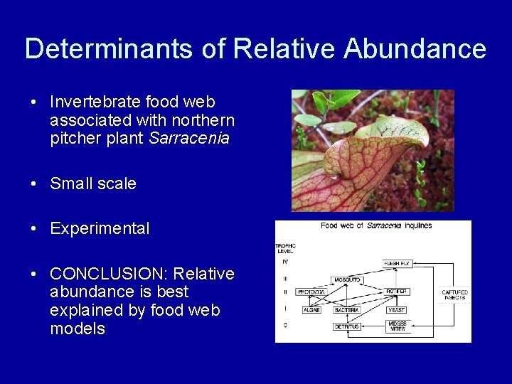 Determinants of Relative Abundance • Invertebrate food web associated with northern pitcher plant Sarracenia