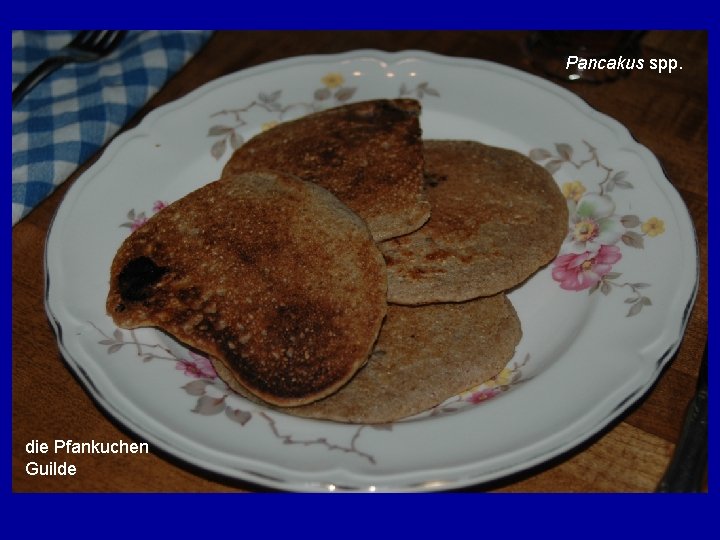 Pancakus spp. die Pfankuchen Guilde 