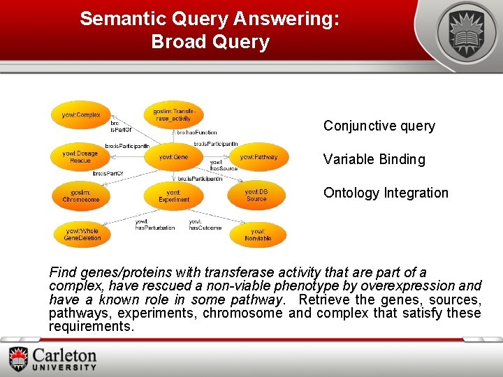 Semantic Query Answering: Broad Query Conjunctive query Variable Binding Ontology Integration Find genes/proteins with