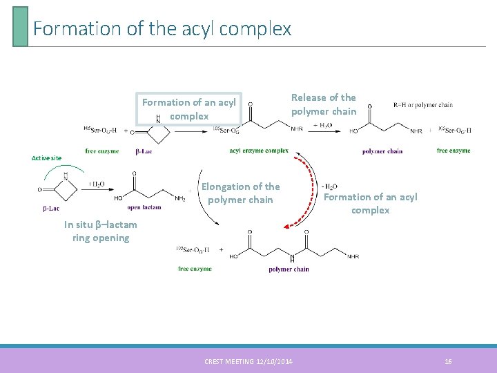 Formation of the acyl complex Formation of an acyl complex Release of the polymer