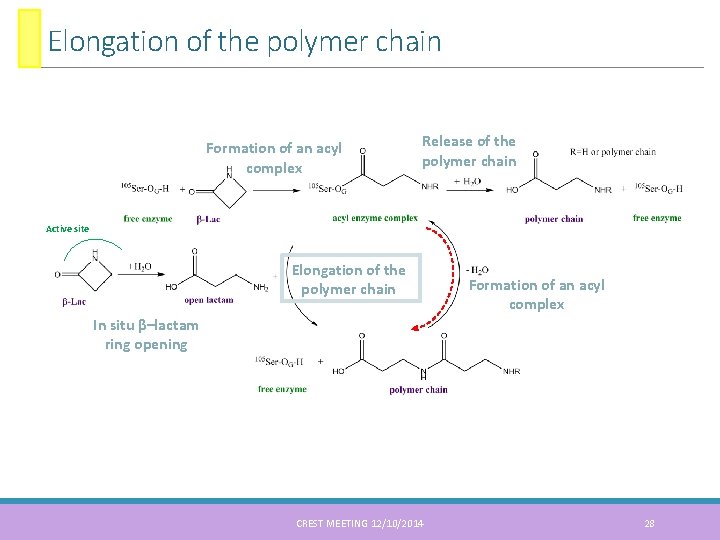 Elongation of the polymer chain Formation of an acyl complex Release of the polymer