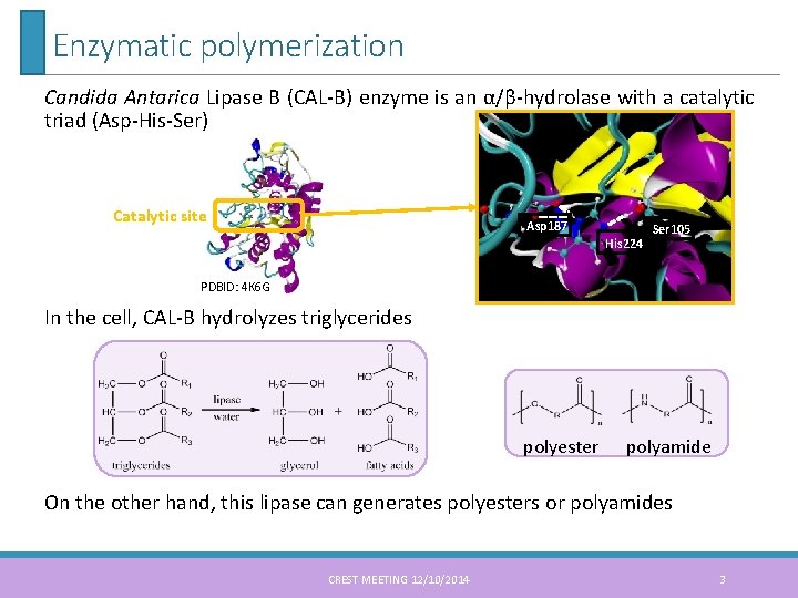 Enzymatic polymerization Candida Antarica Lipase B (CAL-B) enzyme is an α/β-hydrolase with a catalytic