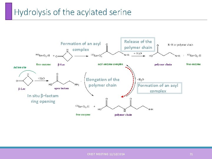Hydrolysis of the acylated serine Formation of an acyl complex Release of the polymer