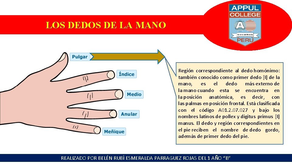 LOS DEDOS DE LA MANO Región correspondiente al dedo homónimo: también conocido como primer