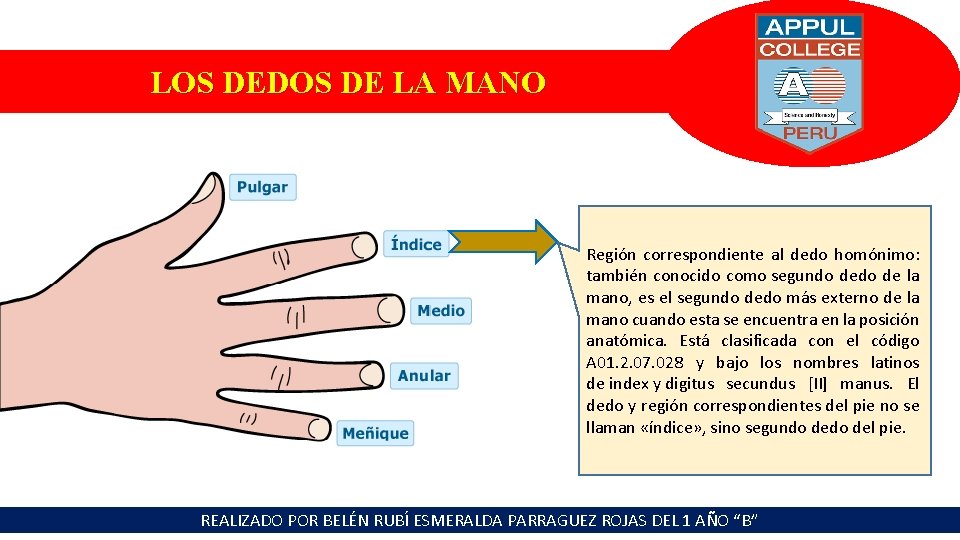 LOS DEDOS DE LA MANO Región correspondiente al dedo homónimo: también conocido como segundo