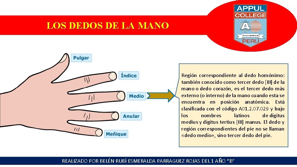 LOS DEDOS DE LA MANO Región correspondiente al dedo homónimo: también conocido como tercer