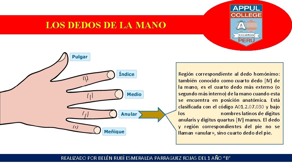 LOS DEDOS DE LA MANO Región correspondiente al dedo homónimo: también conocido como cuarto