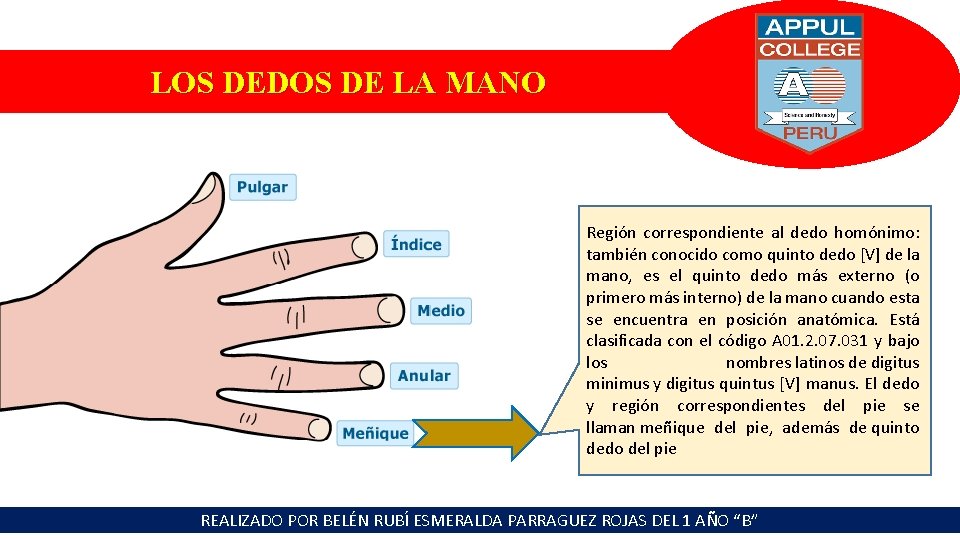 LOS DEDOS DE LA MANO Región correspondiente al dedo homónimo: también conocido como quinto