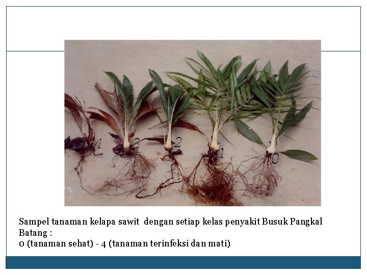 Sampel tanaman kelapa sawit dengan setiap kelas penyakit Busuk Pangkal Batang : 0 (tanaman