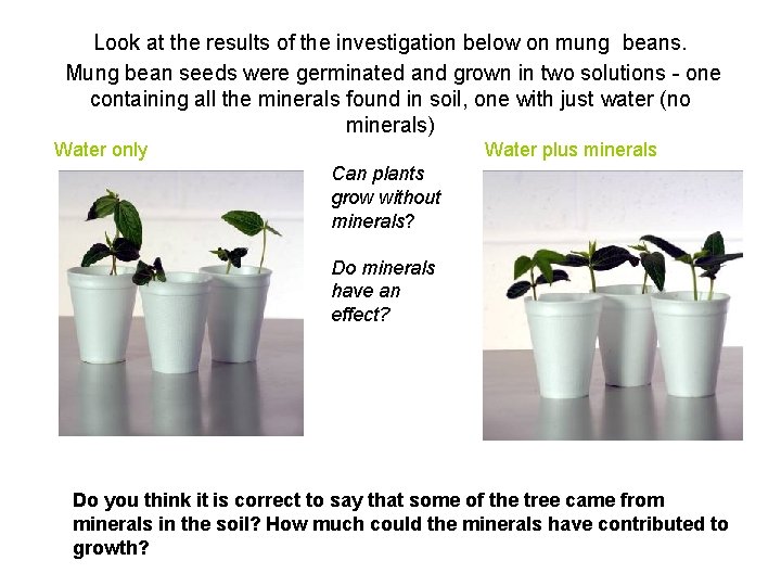 Look at the results of the investigation below on mung beans. Mung bean seeds Look at the results of the investigation below on mung beans. Mung bean seeds