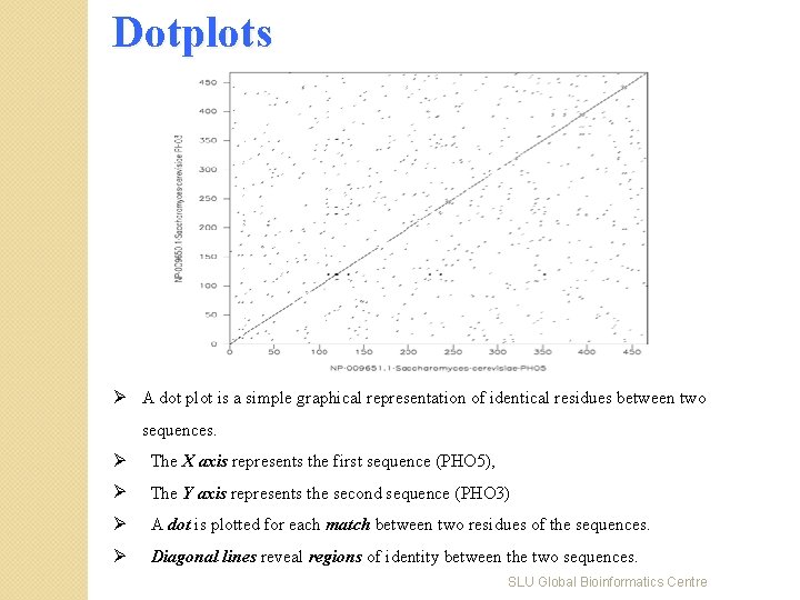 Dotplots Ø A dot plot is a simple graphical representation of identical residues between