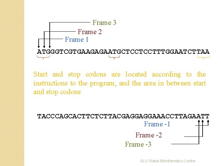 Frame 3 Frame 2 Frame 1 ATGGGTCGTGAAGAGAATGCTCCTCCTTTGGAATCTTAA Start and stop codons are located according