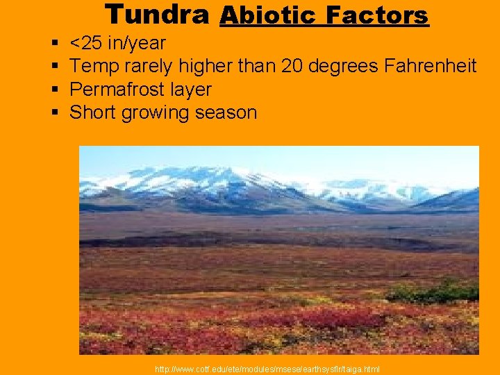 § § Tundra Abiotic Factors <25 in/year Temp rarely higher than 20 degrees Fahrenheit