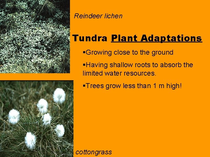 Reindeer lichen Tundra Plant Adaptations §Growing close to the ground §Having shallow roots to