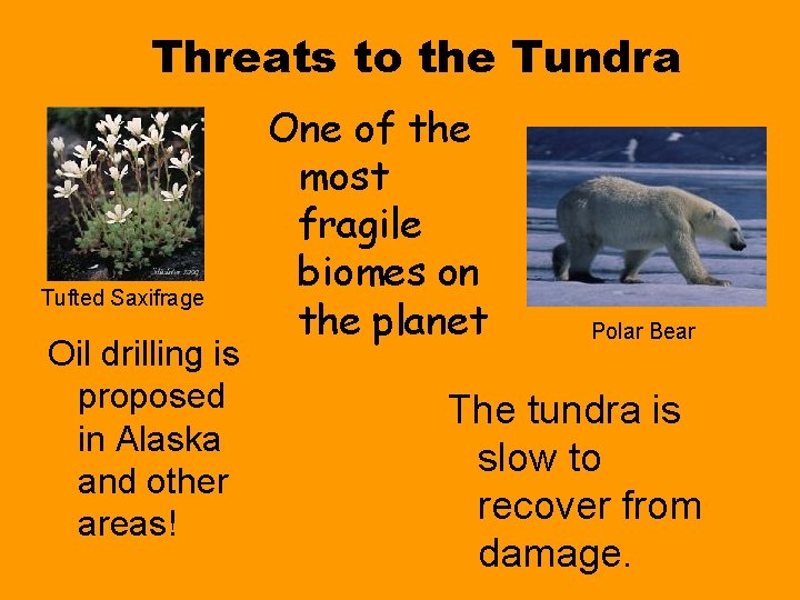 Threats to the Tundra Tufted Saxifrage Oil drilling is proposed in Alaska and other