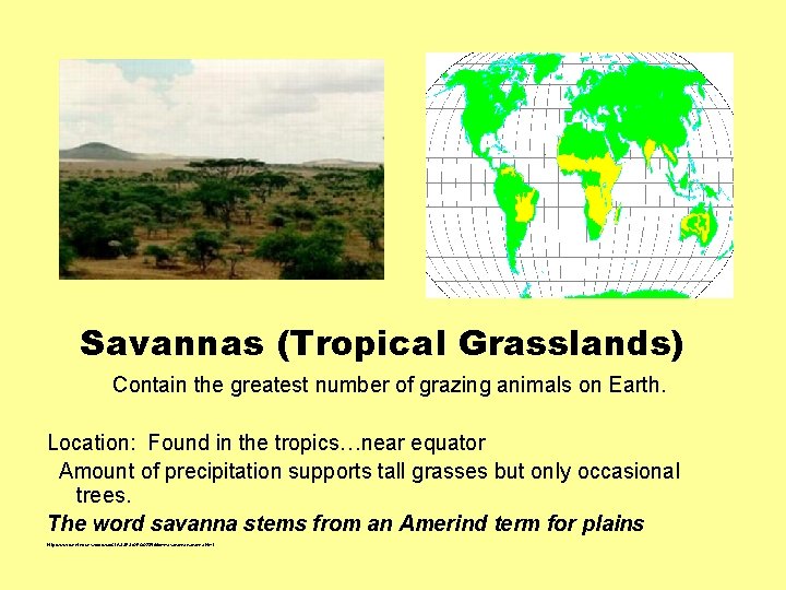 Savannas (Tropical Grasslands) Contain the greatest number of grazing animals on Earth. Location: Found