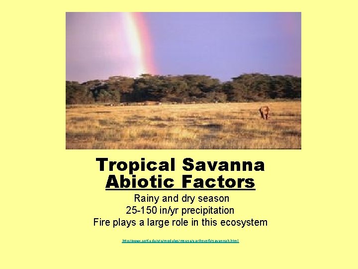 Tropical Savanna Abiotic Factors Rainy and dry season 25 -150 in/yr precipitation Fire plays