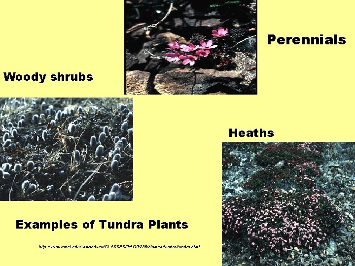 Perennials Woody shrubs Heaths Examples of Tundra Plants http: //www. runet. edu/~swoodwar/CLASSES/GEOG 235/biomes/tundra. html