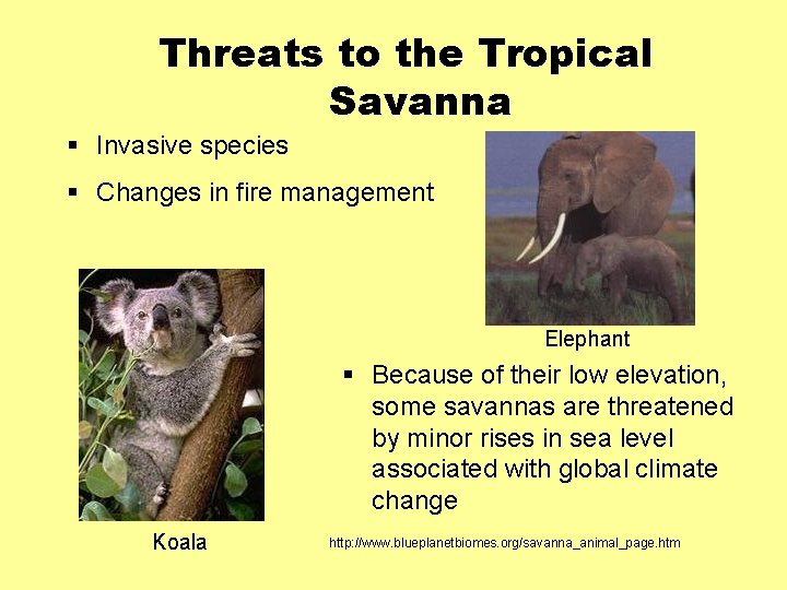 Threats to the Tropical Savanna § Invasive species § Changes in fire management Elephant