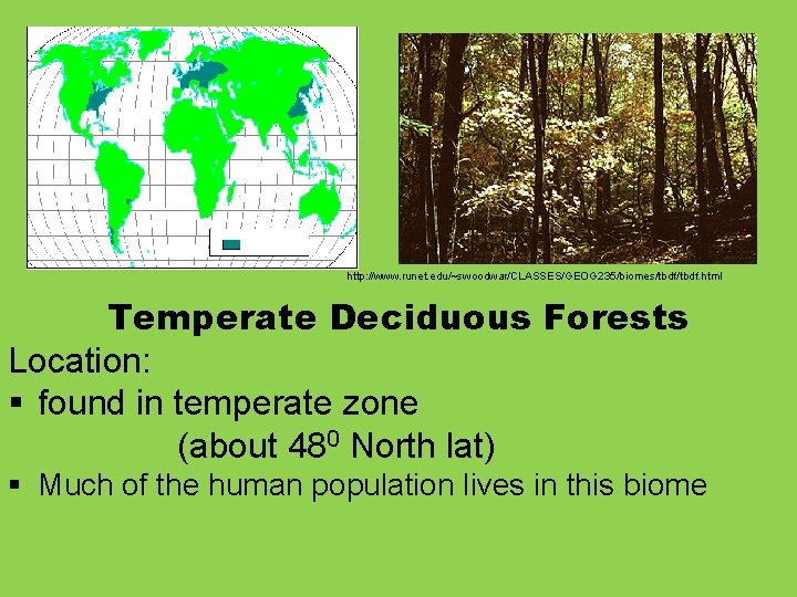 http: //www. runet. edu/~swoodwar/CLASSES/GEOG 235/biomes/tbdf. html Temperate Deciduous Forests Location: § found in temperate