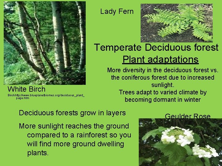 Lady Fern Temperate Deciduous forest Plant adaptations White Birchhttp: //www. blueplanetbiomes. org/deciduous_plant_ page. htm