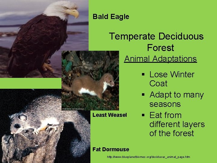 Bald Eagle Temperate Deciduous Forest Animal Adaptations Least Weasel § Lose Winter Coat §