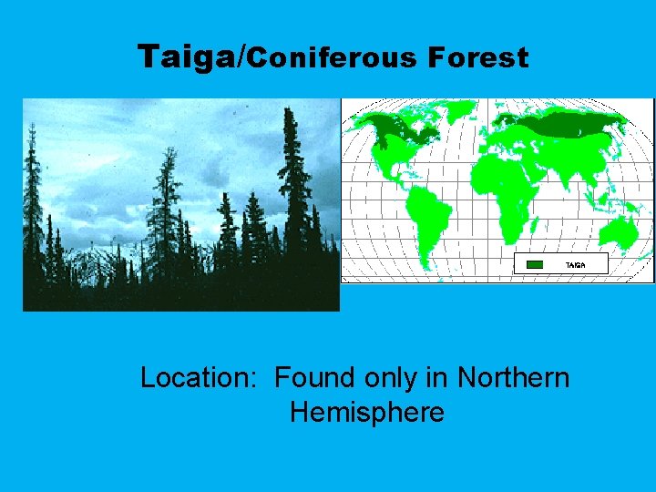 Taiga/Coniferous Forest Location: Found only in Northern Hemisphere 