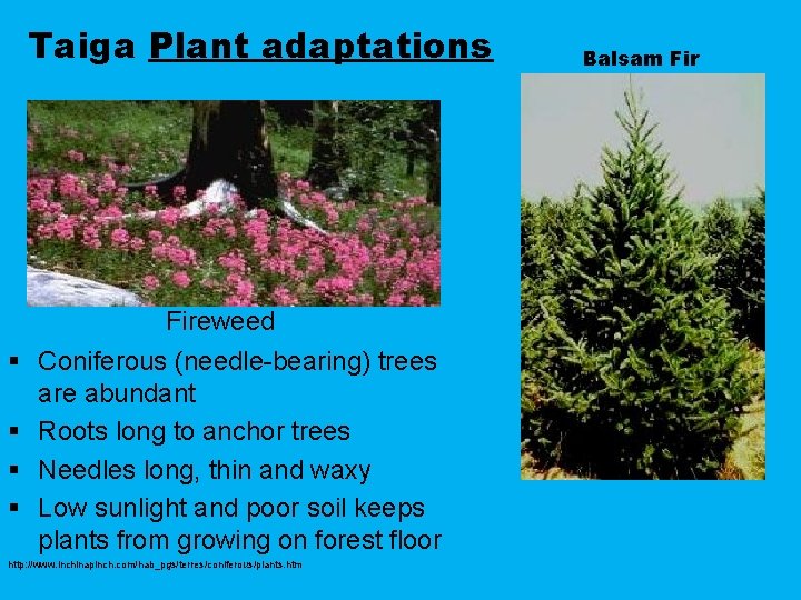 Taiga Plant adaptations § § Fireweed Coniferous (needle-bearing) trees are abundant Roots long to